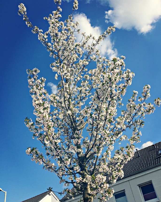 Kybersetzung Ein Blog Ein Paar Fundstucke