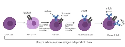 B-cells Activation Against HIV Cells #biotechnology #Biochemistry #ipumusings #HIV #BCells