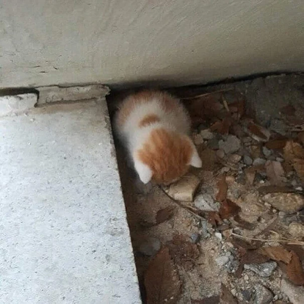 Maybe the saddest kitten picture you will see (Malaysia)