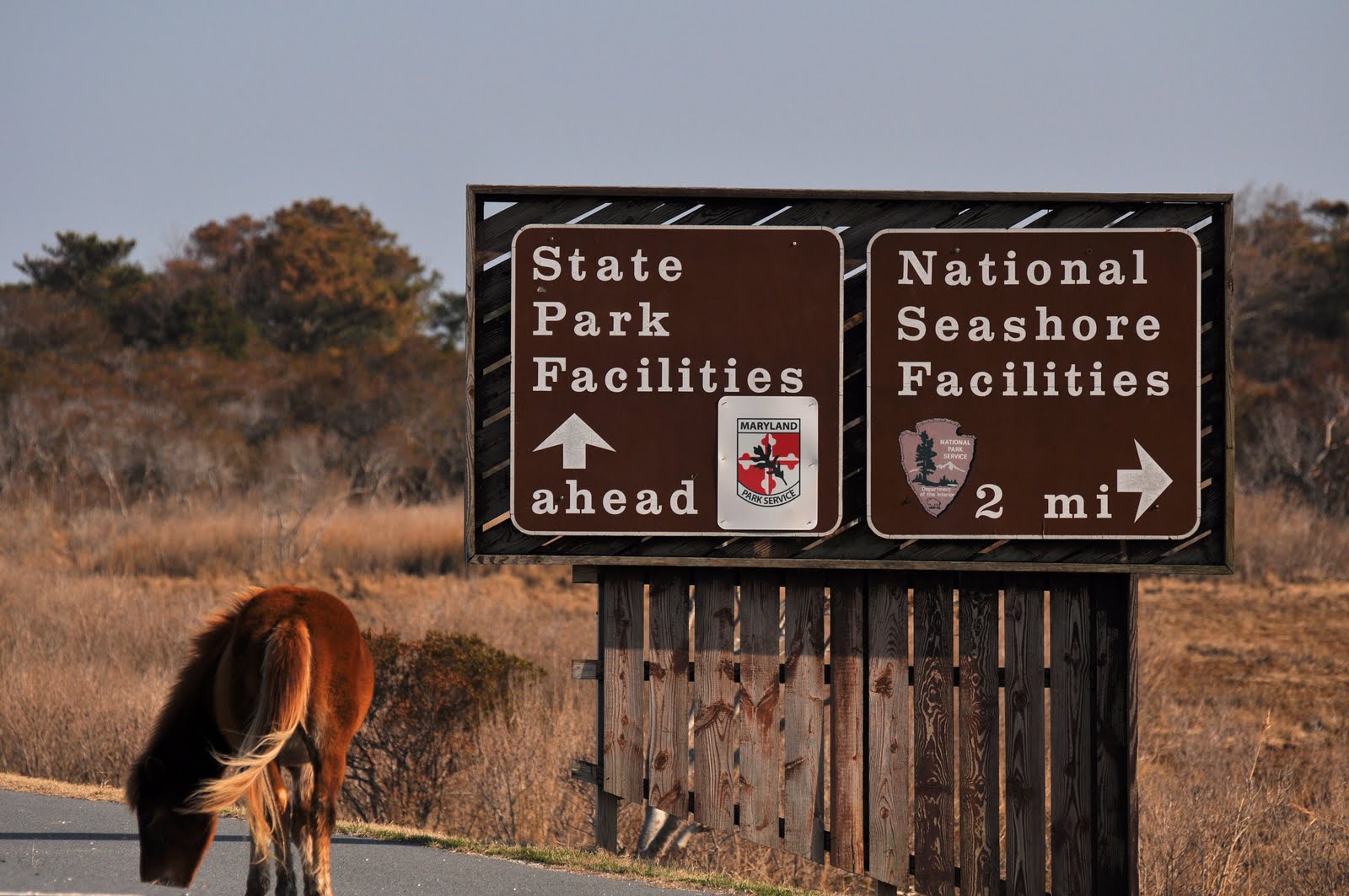 Harbor Light Adventures Travel and Tours Assateague & Chincoteague Islands