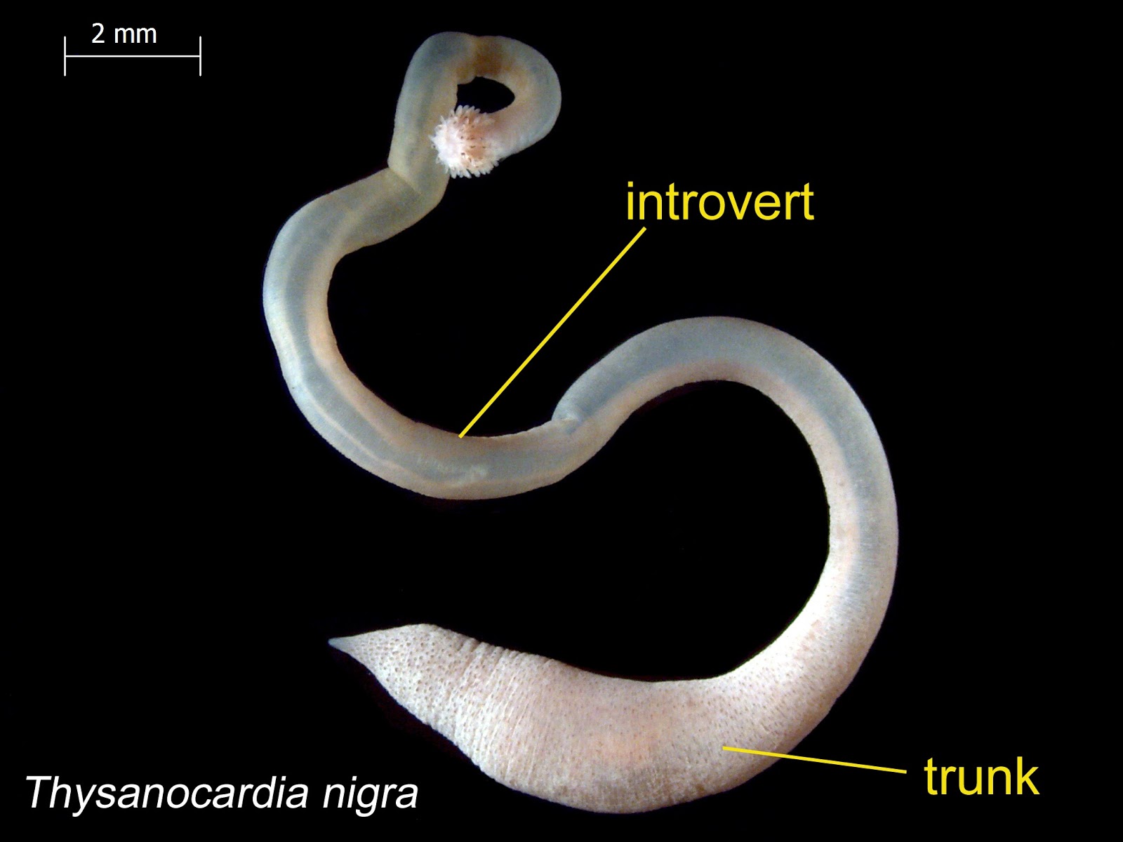 Washington Department of Ecology Eyes Under Puget Sound Critter of