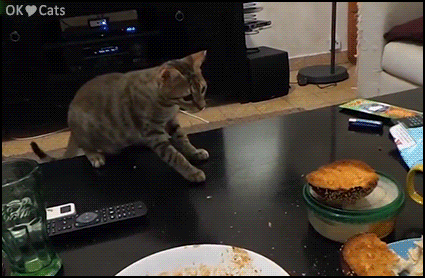 Funny Cat GIF • Epic fight. Funny cat scared of half bread ball on table [cat-gifs.com]