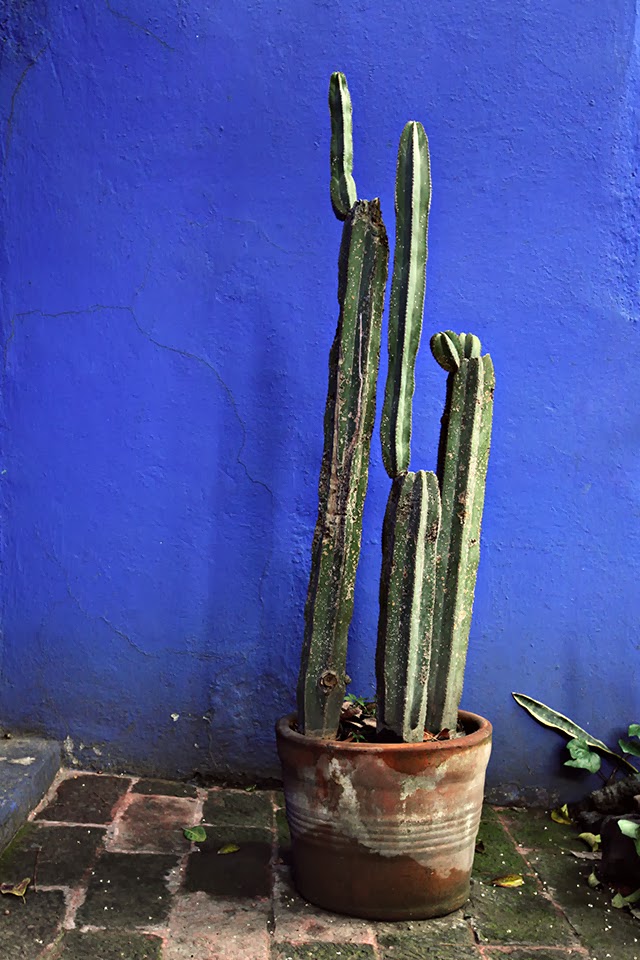 2hands: blue wall + plants
