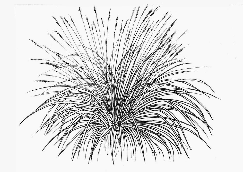 Line Drawing Grass : Noel s garden grasses update on facts and fears