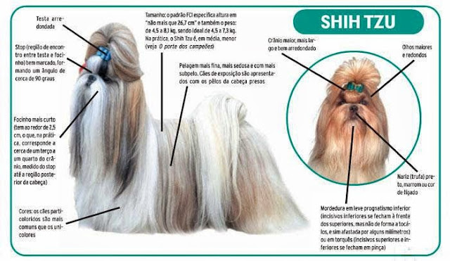 Seu cão é um Shih Tzu ou Lhasa Apso? Descubra a diferença
