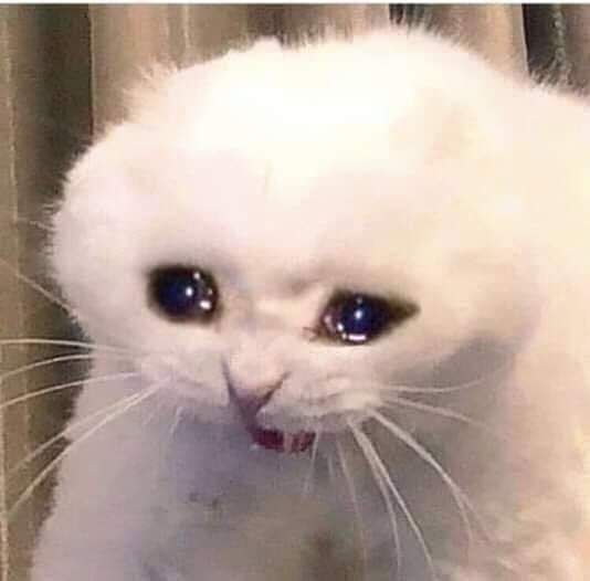 Los mejores memes de gatos llorando