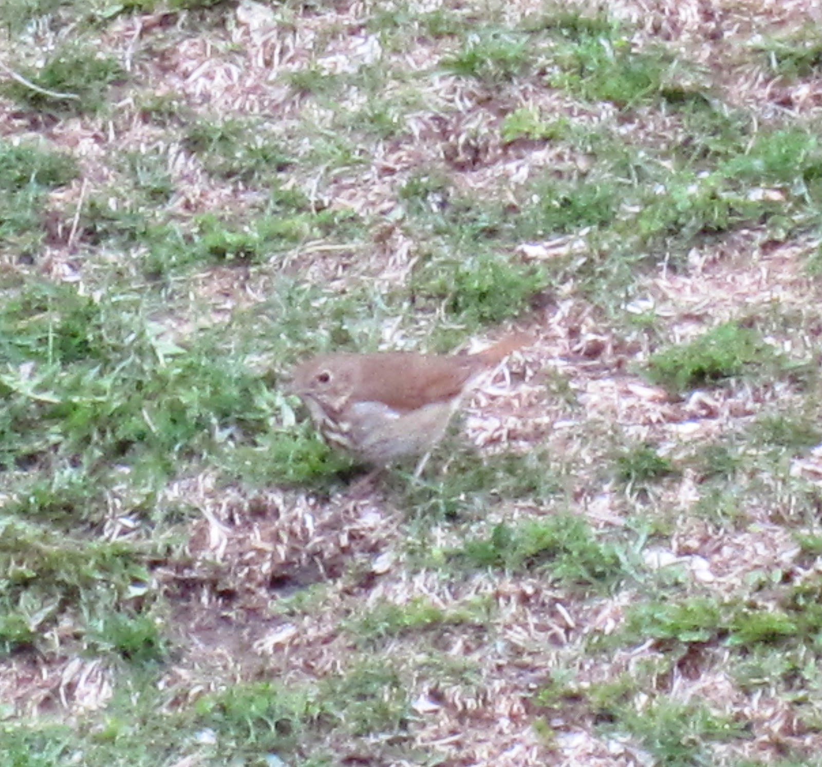 Sawyers Landing: Wood Thrush (or some type of Thrush and a Brown Thrasher