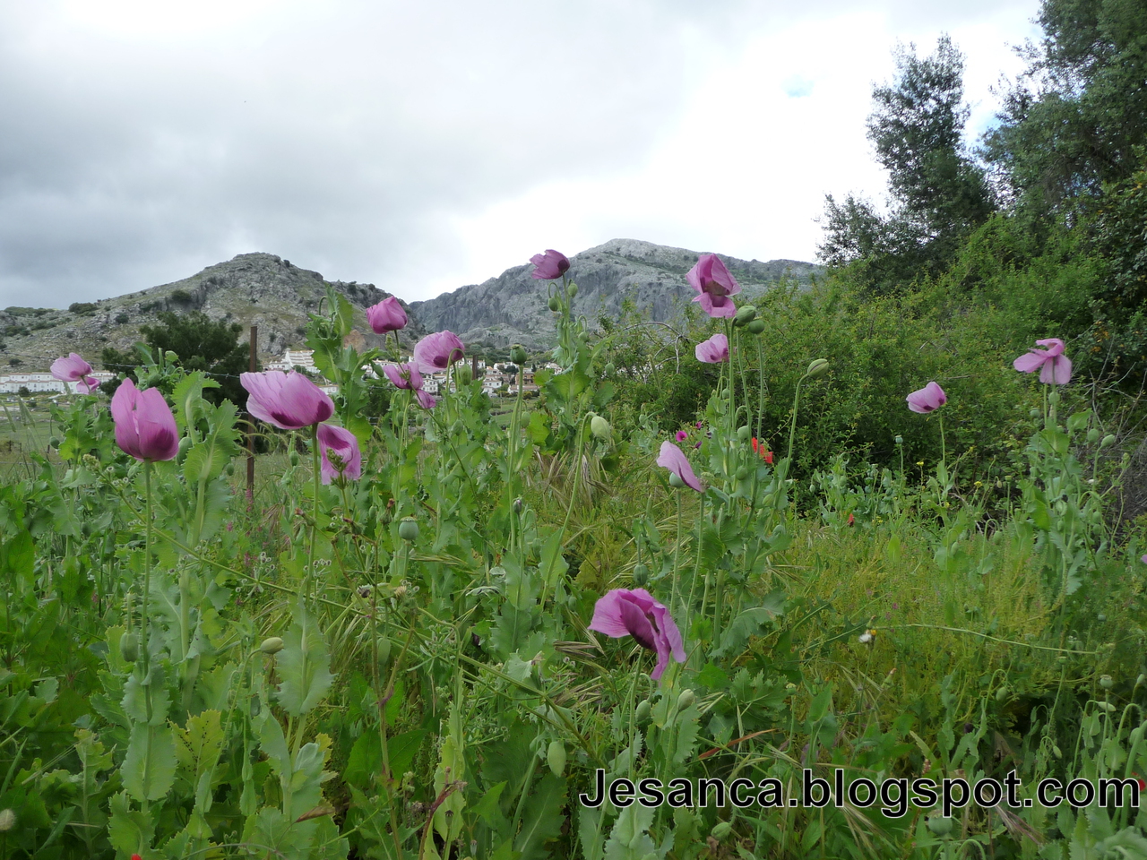 JESANCA: La adormidera o