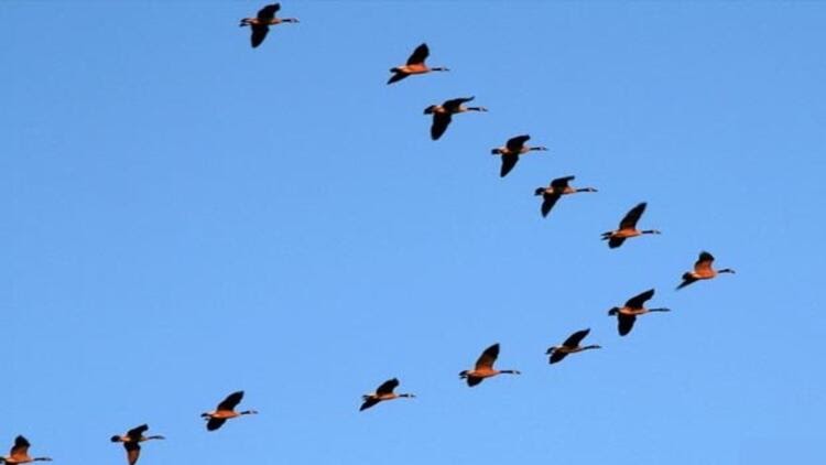 Gocmen Kuslar Neden Goc Eder Bilgisitem