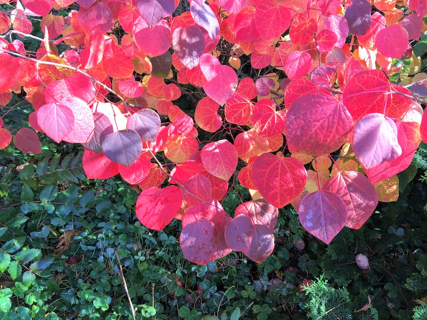 Gardening With Sugarbush Japanese Barberry And Lyme Disease