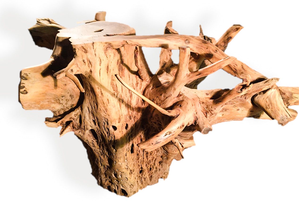 TREE ROOT TABLE BASES