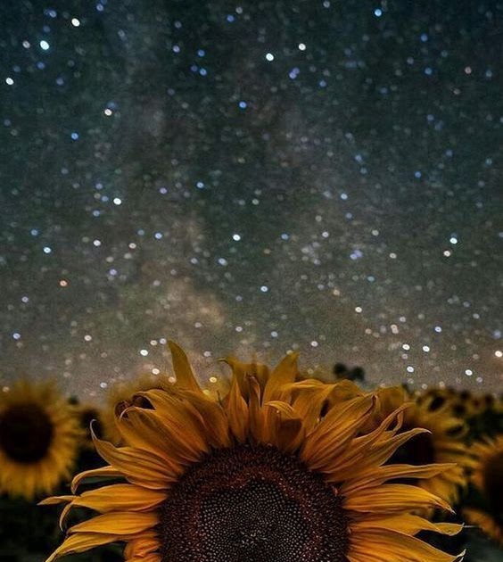 Lockscreen Sunflower Wallpaper from the above 564x1128 resolutions which is...