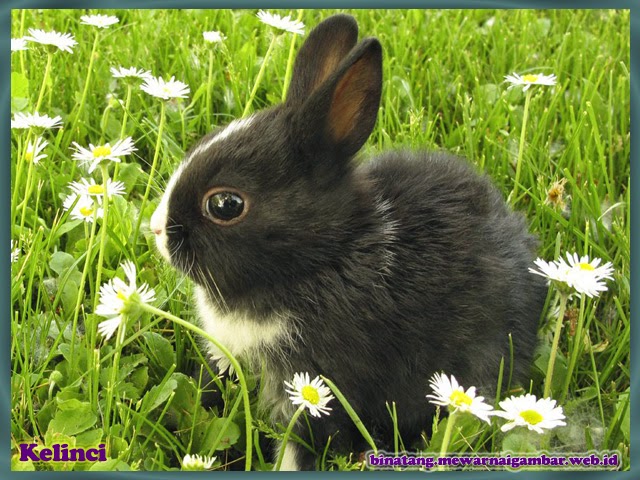 gambar binatang kelinci