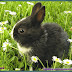 Fakta Kelinci Yang Unik Dan Menarik