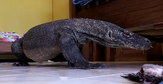 Dragão-de-Komodo gigante no banheiro