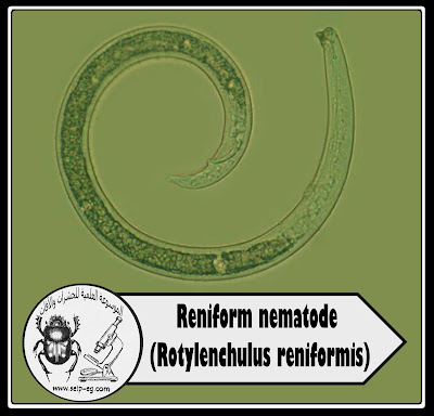 النيماتودا الكلوية Reniform nematode أعراض الإصابة ودورة الحياة