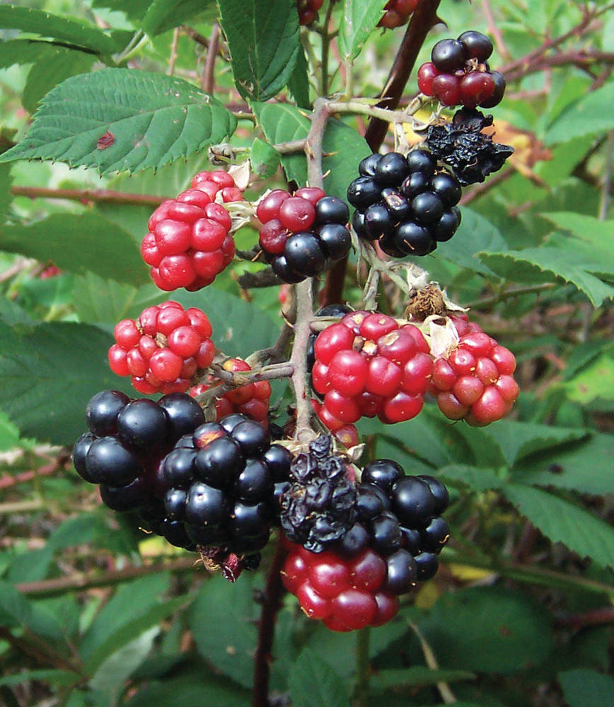 Invasive plants of Australia Invasive weed 1 Blackberry