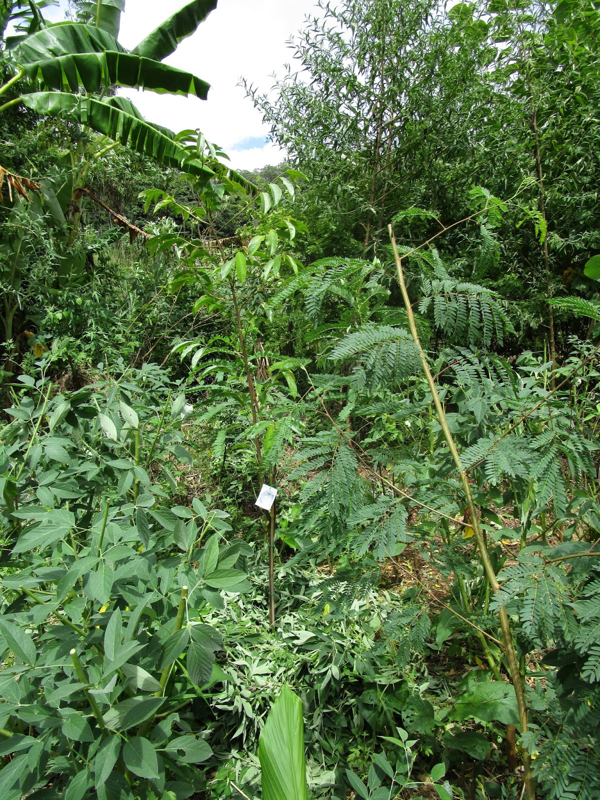 Chop and drop, Food Forest at the Permaculture Research Institute Sunshine Coast