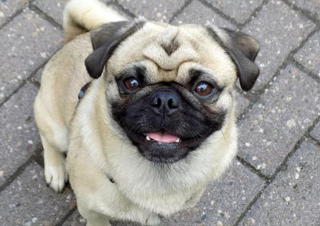 dog breeds in high demand