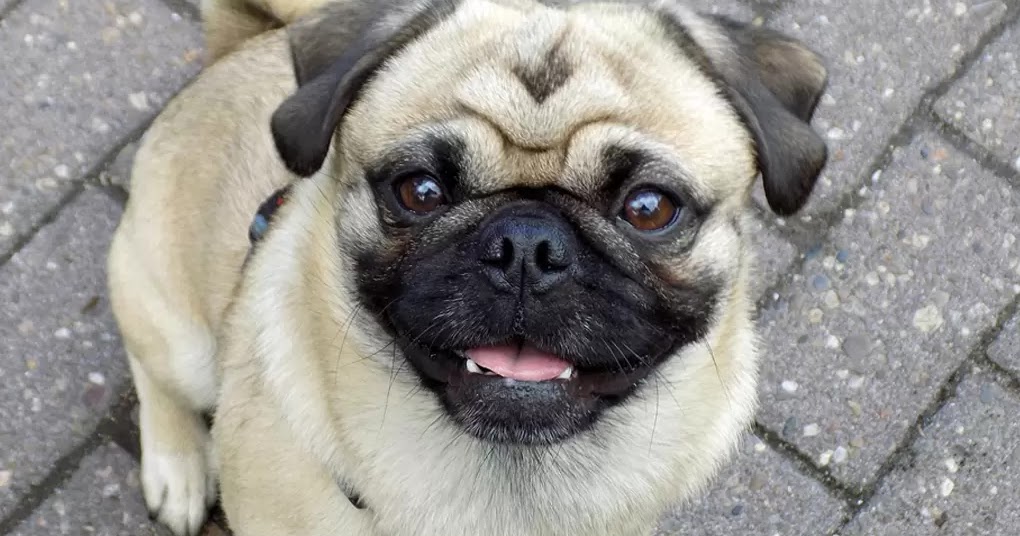 5 Best dog breeds for beginners The Buzz Land