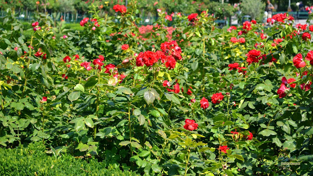 HD wallpaper met rode rozen in Wenen.