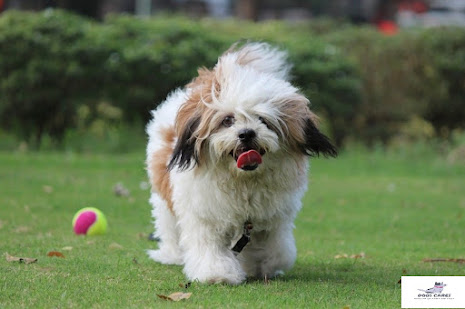 Lhasa apso dog breed pictures