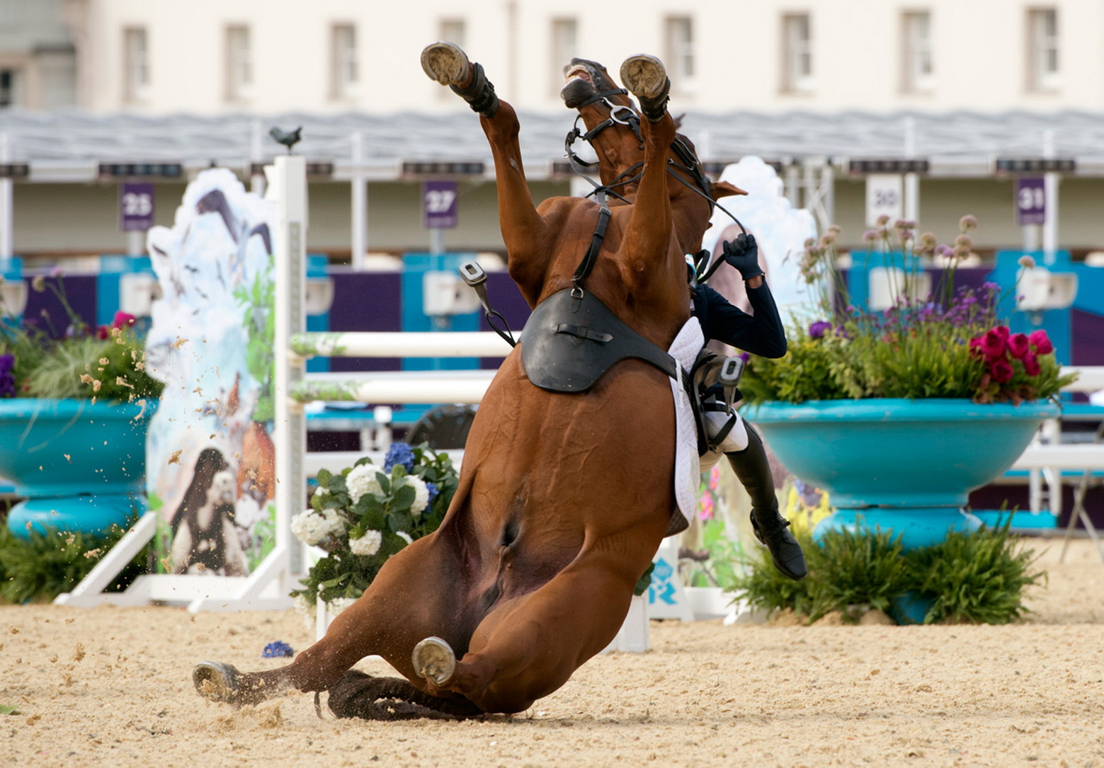 Horses fall. Конь в прыжке. Лошадь в прыжке. Конкур конный спорт.