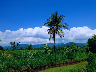 Farm Land Scenery with Coconut Tree and Rice Seedling
