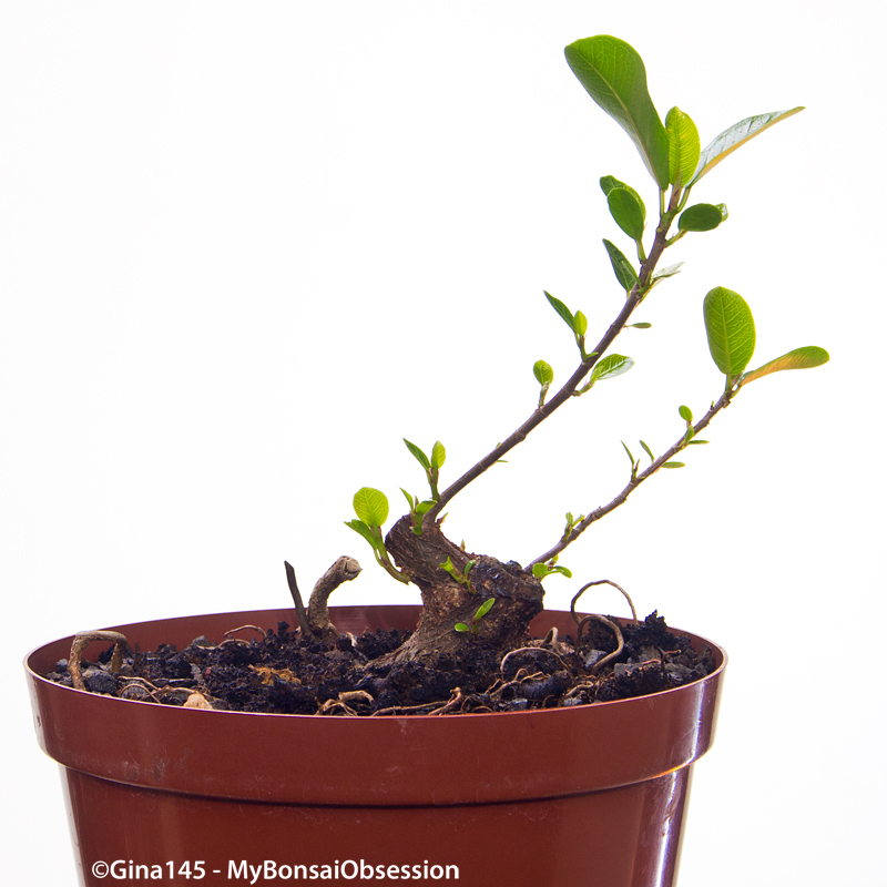 My Bonsai Obsession Clip and Grow Ficus the Second Chop