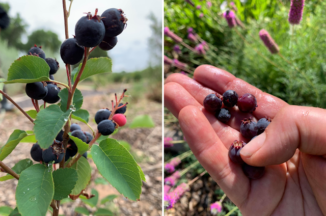 berries on western serviceberry branch (left) and in my palm (right)