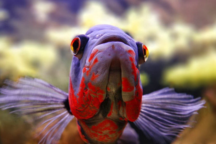 Oscar fish colour food