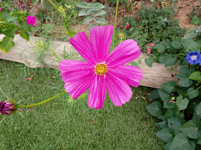 Flor color fucsia en el jardín