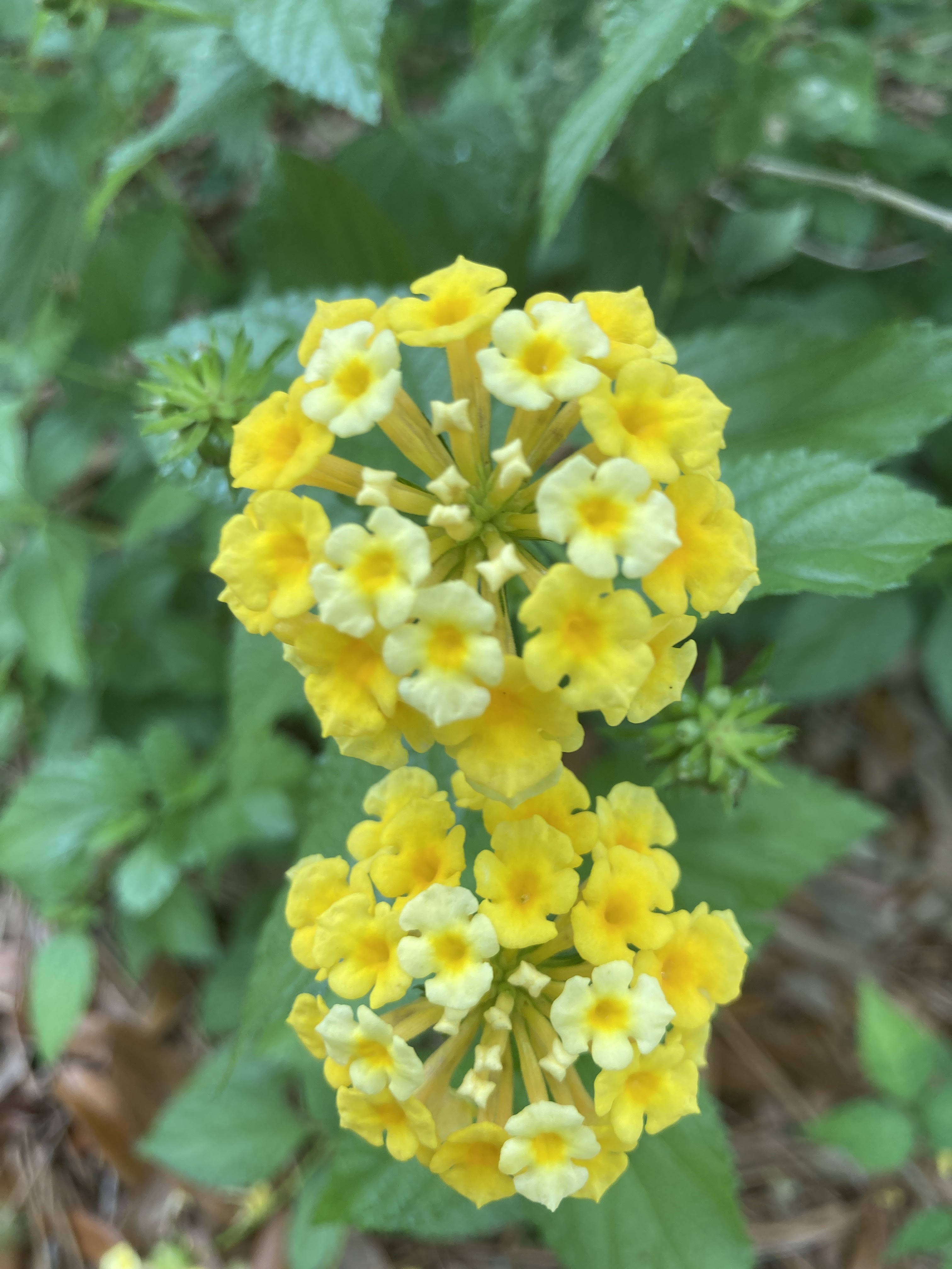 Vijaya Bodach Garden