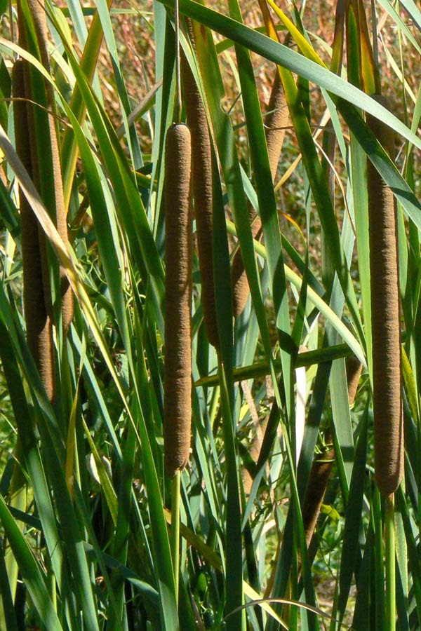 Wildflowers of Andalucia Typha domingensis