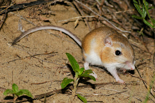 Image of a Kangaroo Rat