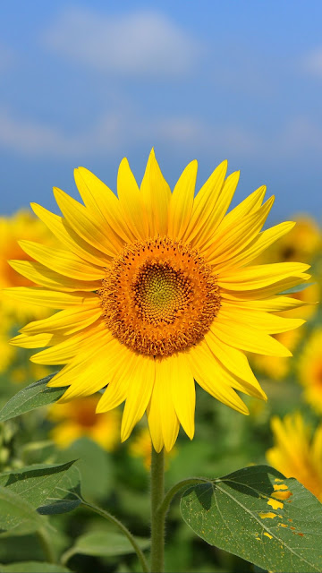 Sunflower Field Summer HD wallpaper free