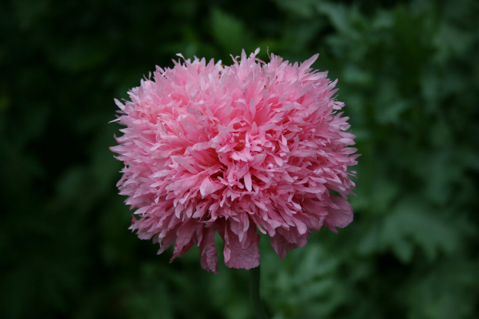 Hanne i haven: Min lyserøde pom-pom valmue, clematis og liljer.
