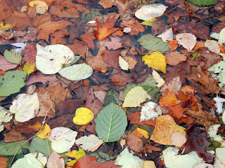 Fallen leaves in Lincoln Lake