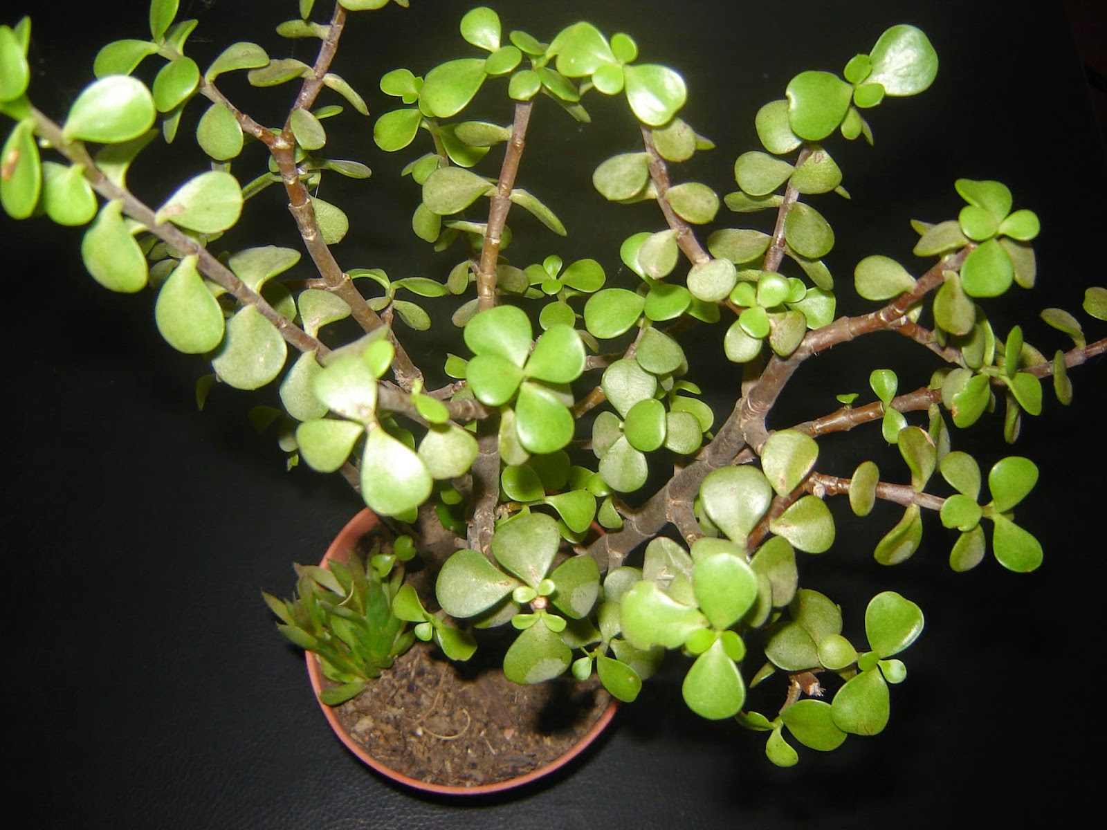 tutuna mituna Portulacaria afra / Árbol
