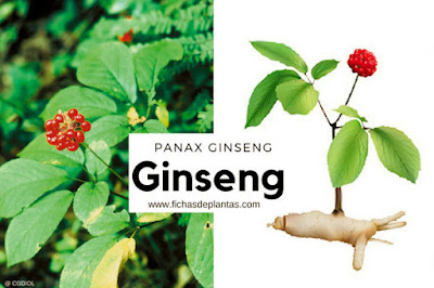 Ginseng americano es Panax quinquefolium, el Ginseng blanco es e Chino, Ginseng Rojo es el Coreano