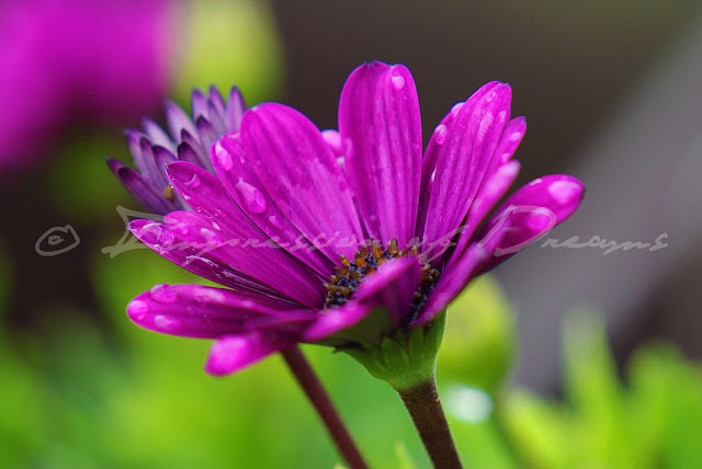 [Photography Tuesday] Purple Rain