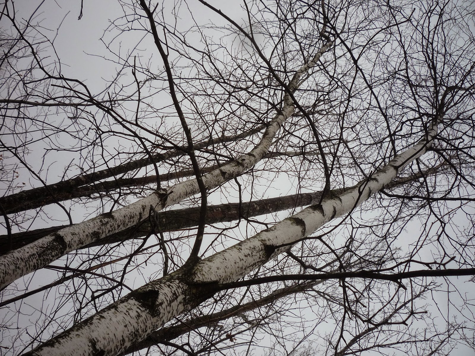 South Burlington, Vermont nature trails Snowshoeing at BTV Airport