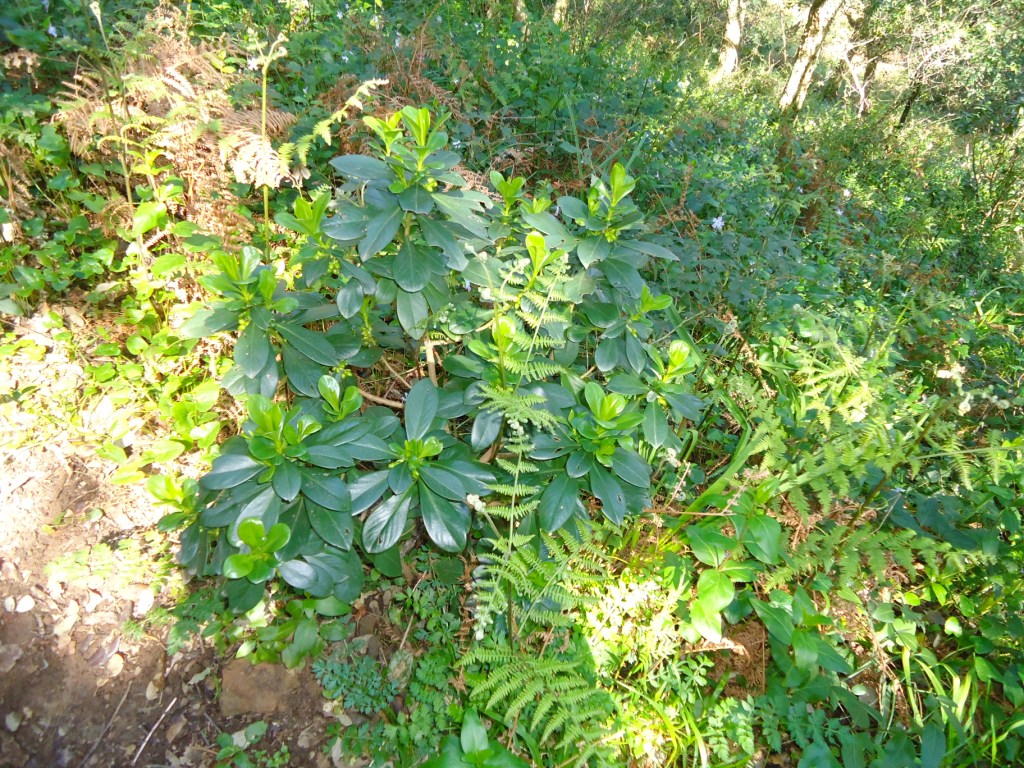 Senderismo Carlos y Petra: marzo 2011