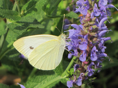 White Cabbage Butterfly on Russian Sage