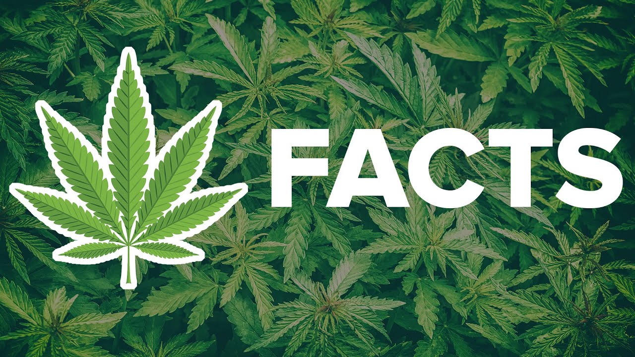 Top 27 Marijuana Fun Facts