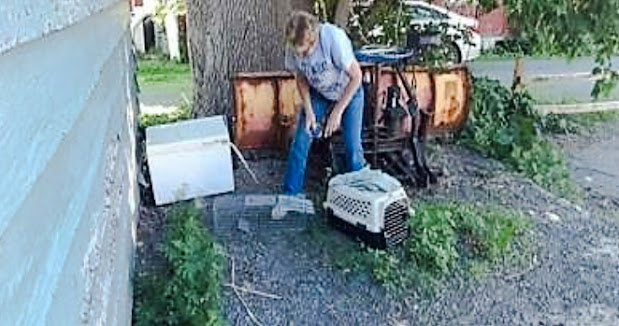 Plattsburgh man commits a crime for looking after feral cats