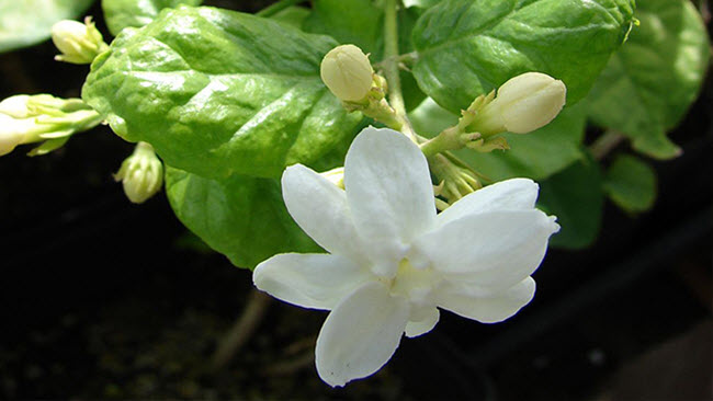 Pembelajaran 4 Subtema 1 Manfaat Tumbuhan Bagi Kehidupan Manusia Mikirbae Com