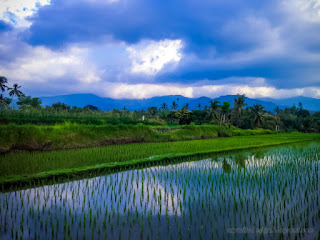 Countryside Agricultural Lands In The Beginning Of Rice Planting At Ringdikit Village North Bali Indonesia