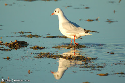 Gavina vulgar (Chroicocephalus ridibundus)