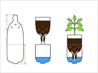 Cara Menanam Hidroponik Kangkung Di Rumah Untuk Pemula (Memakai Sistem Wick Barang Bekas)